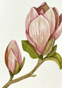 Aquarell Bild Magnolie