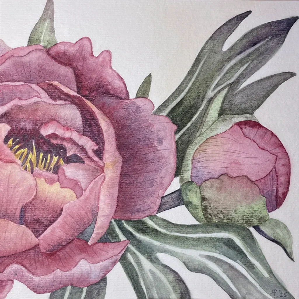 Aquarell Bild quadratisch Pfingstrose 2